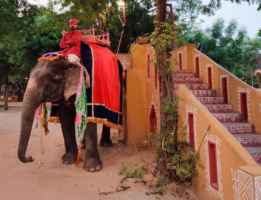 elephant & camel rides