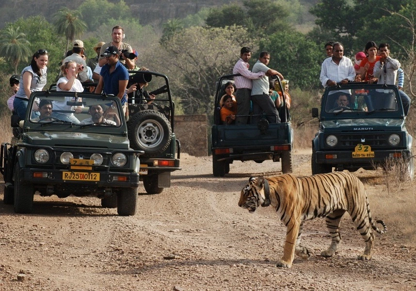 Jeep safari in Rajasthan