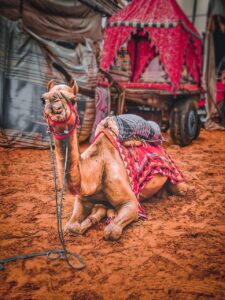 camel, animal, desert, sand, dunes, camel saddle, mammal, sahara, safari, pushkar camel fair, nature, pushkar, rajasthan