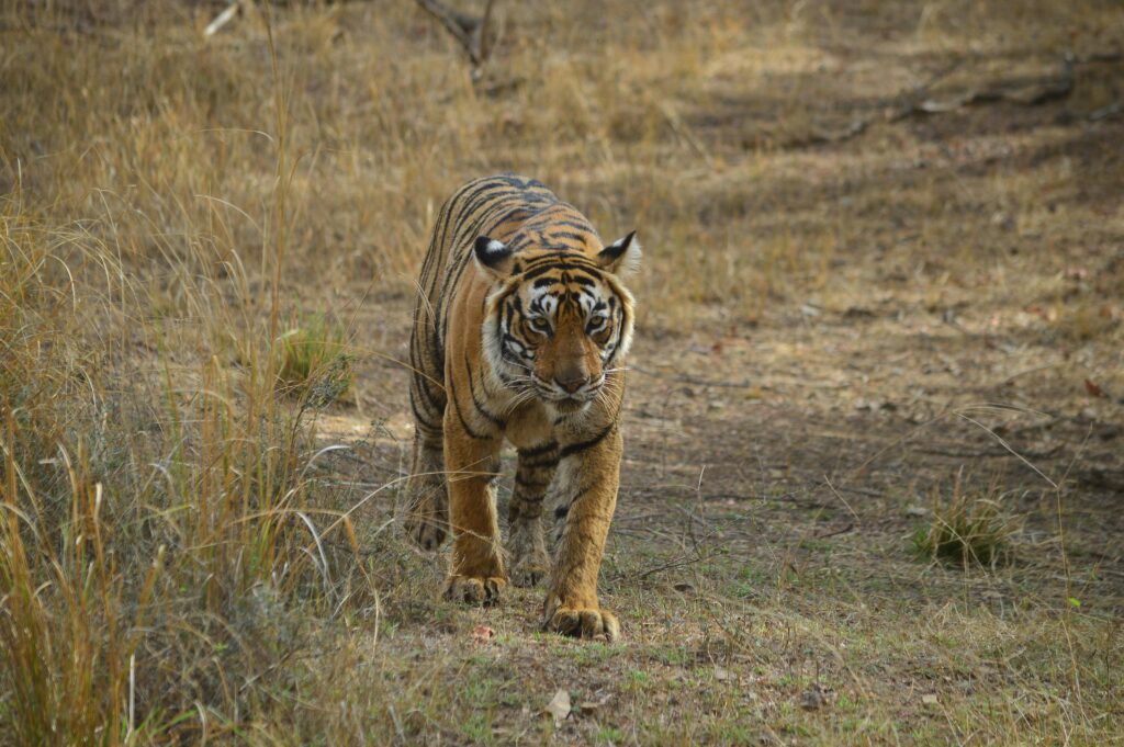 Majestic Bengal tiger prowling through grasslands at Ranthambhore Fort, India.