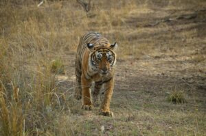 Majestic Bengal tiger prowling through grasslands at Ranthambhore Fort, India.