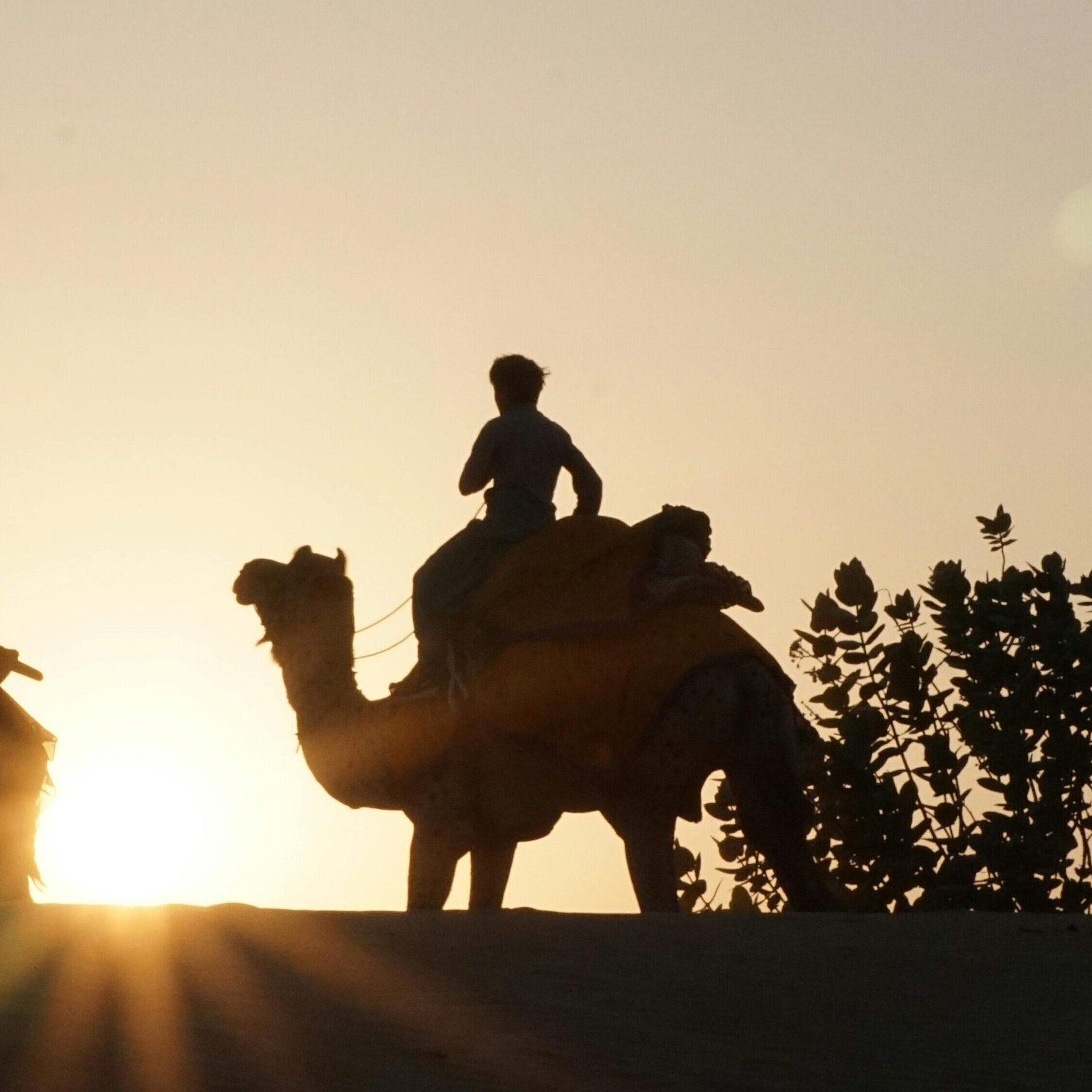 Camel safari at sunset in the Thar Desert – iconic tourist destination in Rajasthan